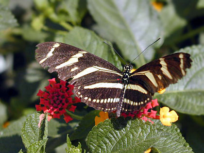 Zebra Longwing Image @ Kiwifoto.com