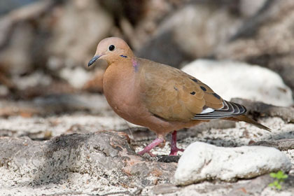 Zenaida Dove Picture @ Kiwifoto.com