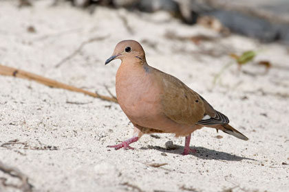 Zenaida Dove Picture @ Kiwifoto.com