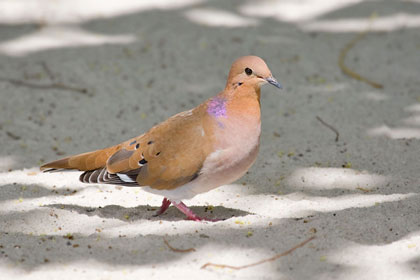 Zenaida Dove Picture @ Kiwifoto.com