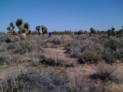 Joshua Trees in Palmdale