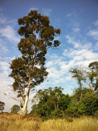 Khao Yai National Park