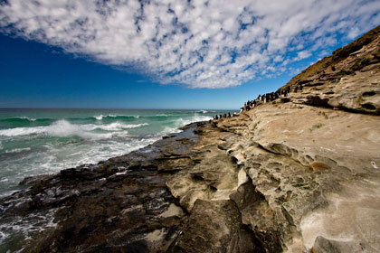 Rockhopper Penguin Colony, Falkland Islands