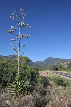 Ramsey Canyon