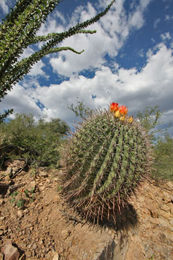 Sonoran Barrel Cactus