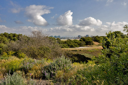 Ballona Wetlands