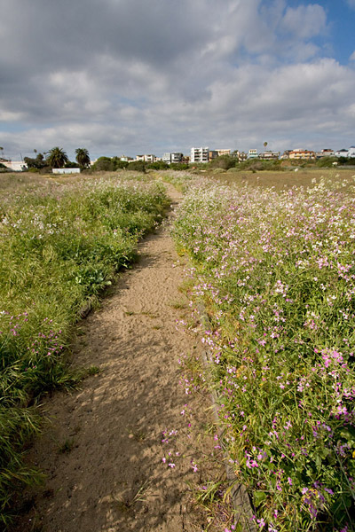 Ballona Wetlands