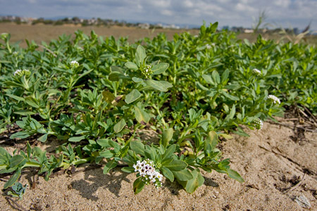 Ballona Wetlands - Native Groundcover