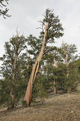 Ancient Bristlecone Pine Forest