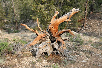 Ancient Bristlecone Pine Forest