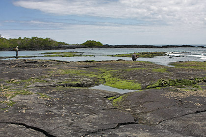 Fernandina Island, Galpagos