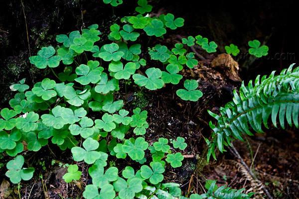 Forest Floor