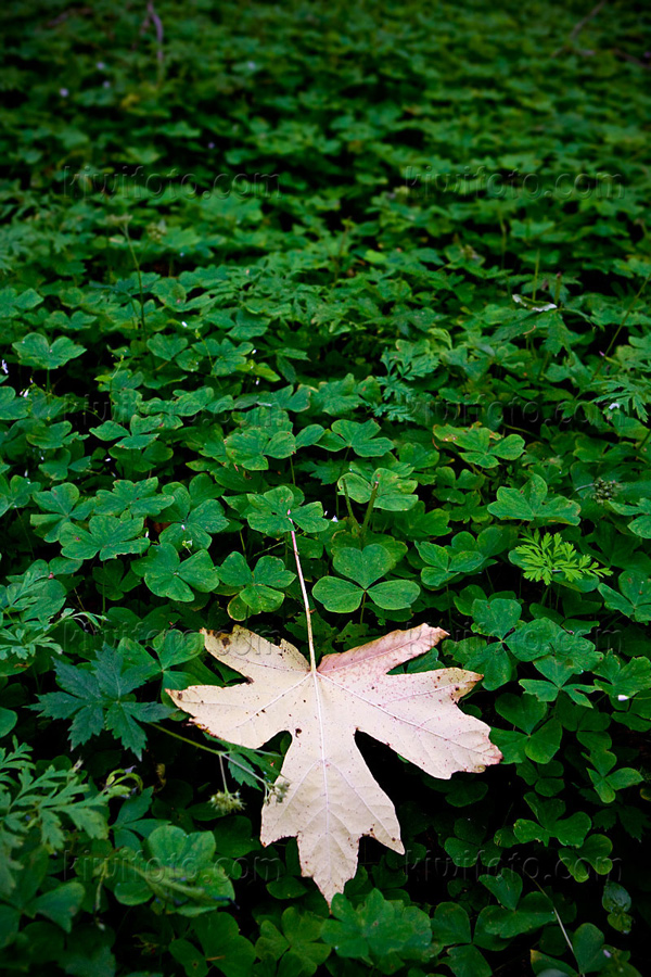 Clovers