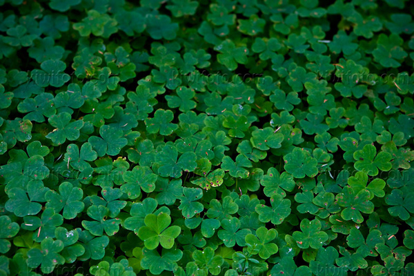 Clovers