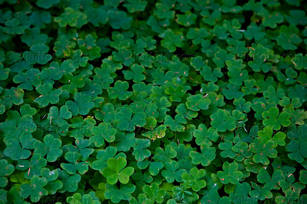 Clovers