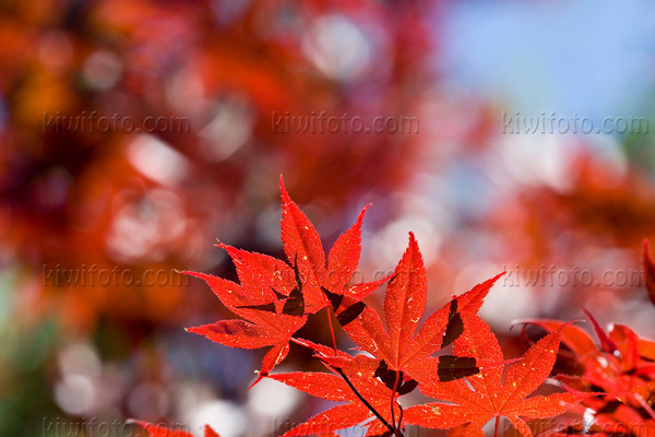 Japanese Maple