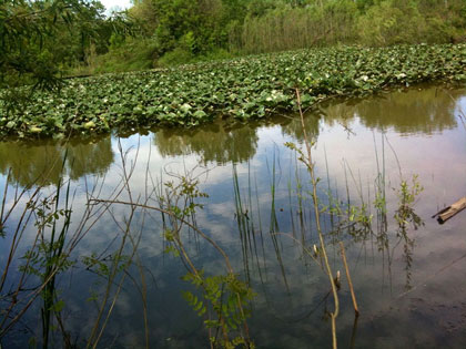 Habitat