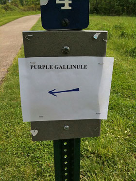 Purple Gallinule Sign