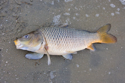 Salton Sea Fish