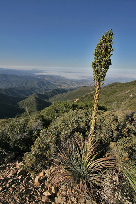 Yucca Cactus