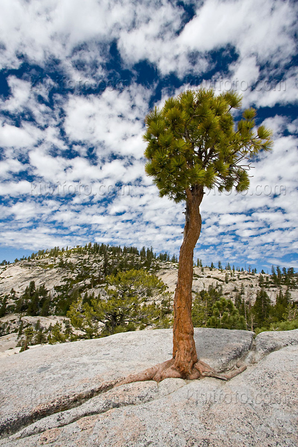 Yosemite National Park