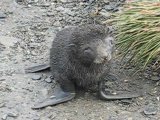 Antarctic Fur Seal Video