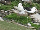 Black-browed Albatross Video