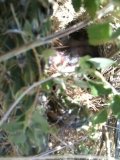 Black-throated Sparrow Nest Video