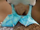 Blue-footed Booby Video
