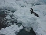 Emperor Penguin Video