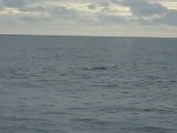 Fin Whale Video