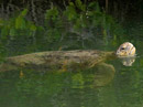 Galapagos Green Turtle Video