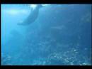 Galapagos Sea Lion Video