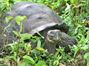 Galapagos Tortoise Video