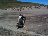 Gentoo Penguin Video