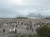 King Penguin Video