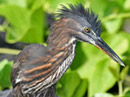 Lava Heron Video