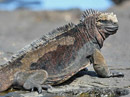 Marine Iguana Video