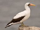 Nazca Booby Video