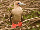 Red-footed Booby Video