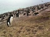 Rockhopper Penguin Video