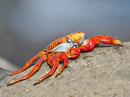 Sally Lightfoot Crab Video