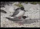 Swallow-tailed Gull Video