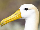 Waved Albatross Video