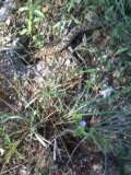 Western Diamondback Rattlesnake Video