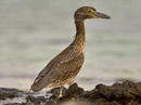 Yellow-crowned Night Heron Video