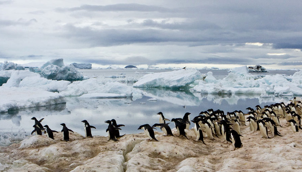 Adelie Penguins