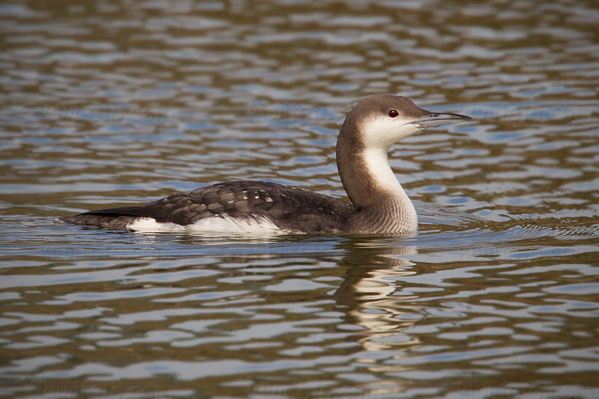 Arctic Loon