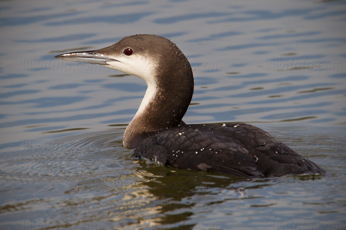 Arctic Loon