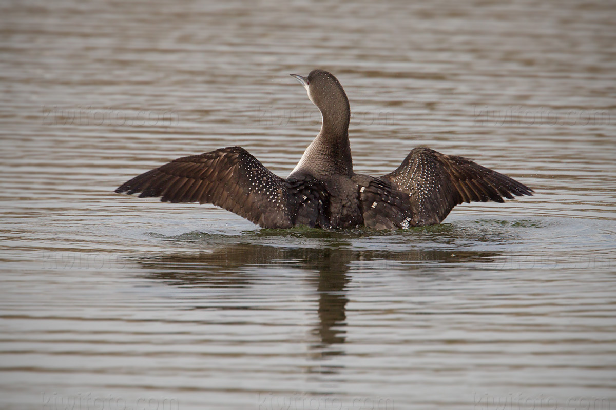 Arctic Loon